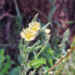 Lactuca serriola at Mount Majura - 20 Jan 2024 10:27 AM