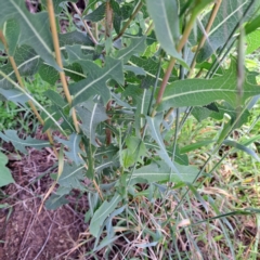 Lactuca serriola at Mount Majura - 20 Jan 2024 10:27 AM