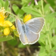 Zizina otis (Common Grass-Blue) at Kambah, ACT - 20 Jan 2024 by HelenCross