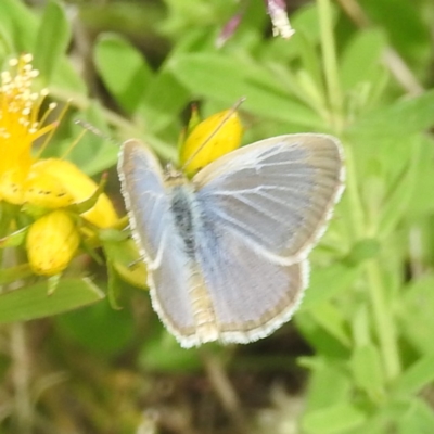 Zizina otis (Common Grass-Blue) at Kambah, ACT - 20 Jan 2024 by HelenCross