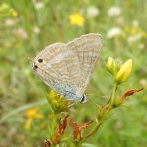 Lampides boeticus at McQuoids Hill - 20 Jan 2024