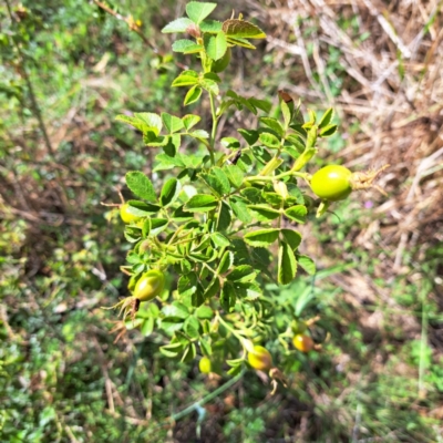 Rosa rubiginosa (Sweet Briar, Eglantine) at Watson, ACT - 19 Jan 2024 by abread111