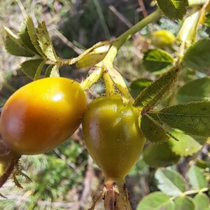 Rosa rubiginosa at Mount Majura - 20 Jan 2024