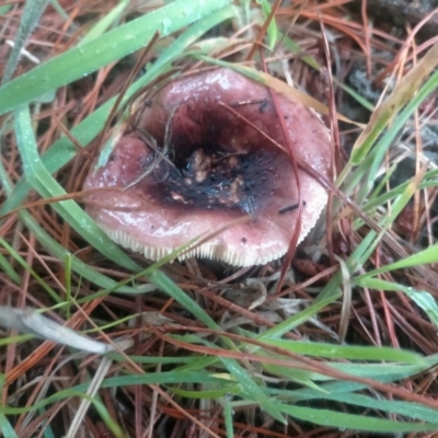 Russula sp. (Russula) at Wamboin, NSW - 17 Jan 2024 by zoe84