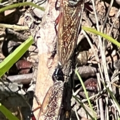 Zosteria sp. (genus) (Common brown robber fly) at Sth Tablelands Ecosystem Park - 19 Jan 2024 by JanetRussell