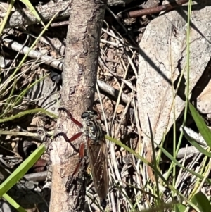 Zosteria sp. (genus) at Sth Tablelands Ecosystem Park - 19 Jan 2024 02:52 PM