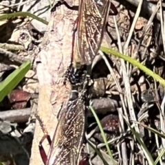 Zosteria sp. (genus) at Sth Tablelands Ecosystem Park - 19 Jan 2024