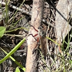 Zosteria sp. (genus) at Sth Tablelands Ecosystem Park - 19 Jan 2024