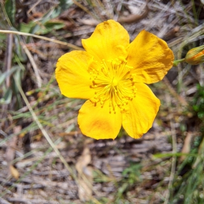 Hypericum gramineum (Small St Johns Wort) at Mount Majura - 19 Jan 2024 by abread111