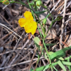 Hypericum gramineum at Mount Majura - 20 Jan 2024