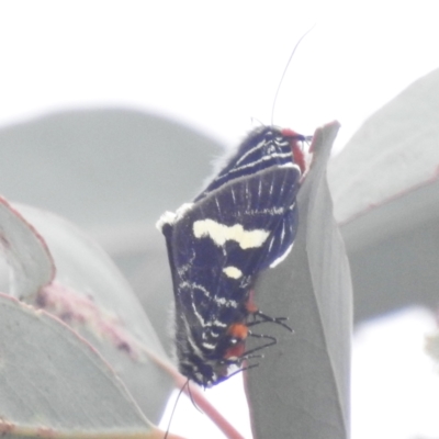 Phalaenoides glycinae (Grapevine Moth) at McQuoids Hill - 20 Jan 2024 by HelenCross