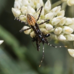 Pristhesancus plagipennis (Bee Killer Assassin Bug) at Glen Allen, NSW - 18 Jan 2024 by AlisonMilton