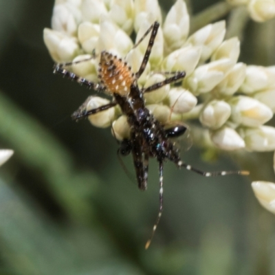 Pristhesancus plagipennis (Bee Killer Assassin Bug) at Glen Allen, NSW - 17 Jan 2024 by AlisonMilton