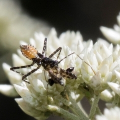 Pristhesancus plagipennis at Glen Allen, NSW - 18 Jan 2024