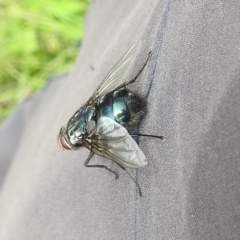 Chetogaster sp. (genus) at McQuoids Hill - 20 Jan 2024 by HelenCross