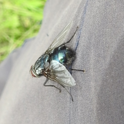 Unidentified Bristle Fly (Tachinidae) at McQuoids Hill - 20 Jan 2024 by HelenCross
