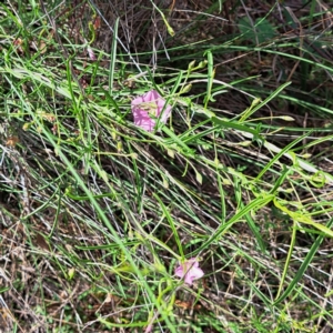 Convolvulus angustissimus subsp. angustissimus at Mount Majura - 20 Jan 2024