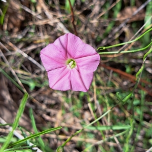 Convolvulus angustissimus subsp. angustissimus at Mount Majura - 20 Jan 2024