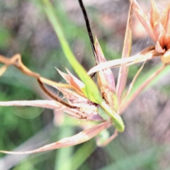 Themeda triandra (Kangaroo Grass) at Watson, ACT - 19 Jan 2024 by abread111