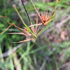 Themeda triandra at Mount Majura - 20 Jan 2024 10:39 AM