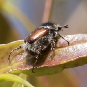 Liparetrus sp. (genus) at Glen Allen, NSW - 18 Jan 2024