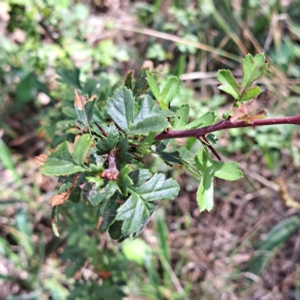 Crataegus monogyna at Mount Majura - 20 Jan 2024