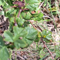 Crataegus monogyna at Mount Majura - 20 Jan 2024