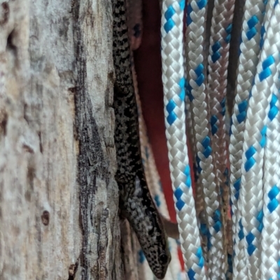 Concinnia tenuis (Bar-sided Skink) at Jervis Bay Marine Park - 20 Jan 2024 by AniseStar