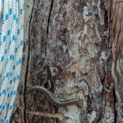 Concinnia tenuis at Jervis Bay Marine Park - 20 Jan 2024