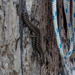 Concinnia tenuis at Jervis Bay Marine Park - 20 Jan 2024