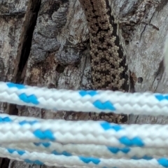 Concinnia tenuis at Jervis Bay Marine Park - 20 Jan 2024