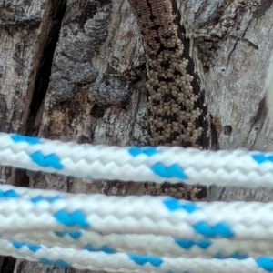 Concinnia tenuis at Jervis Bay Marine Park - 20 Jan 2024 08:20 PM