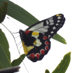 Delias aganippe (Spotted Jezebel) at Kambah, ACT - 20 Jan 2024 by HelenCross