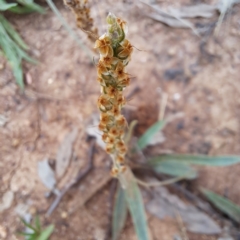 Plantago varia (Native Plaintain) at Mount Majura - 19 Jan 2024 by abread111