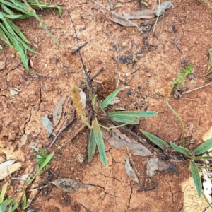 Plantago varia at Mount Majura - 20 Jan 2024 10:42 AM