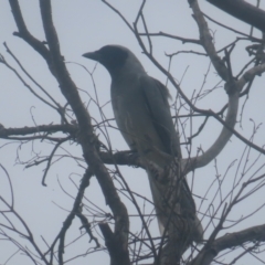 Coracina novaehollandiae (Black-faced Cuckooshrike) at Bombay, NSW - 20 Jan 2024 by MatthewFrawley