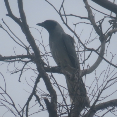 Coracina novaehollandiae (Black-faced Cuckooshrike) at QPRC LGA - 20 Jan 2024 by MatthewFrawley