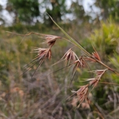 Themeda triandra (Kangaroo Grass) at QPRC LGA - 20 Jan 2024 by MatthewFrawley