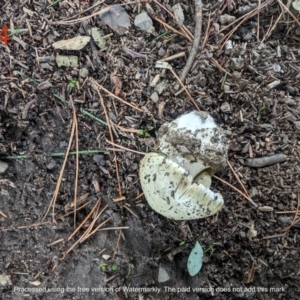 Amanita phalloides at Giralang, ACT - 16 Jan 2024