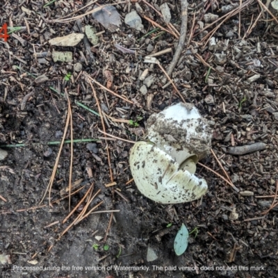 Amanita phalloides (Death Cap) by AlexGM