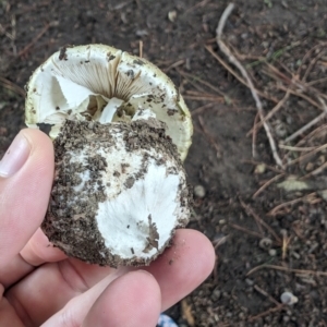 Amanita phalloides at Giralang, ACT - 16 Jan 2024