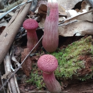 Boletellus sp. at Arrawarra, NSW - 11 Jan 2024