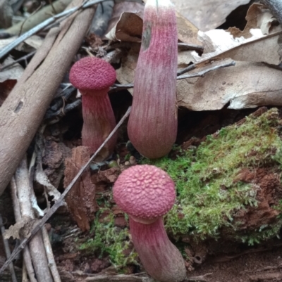 Boletellus emodensis at Arrawarra, NSW - 11 Jan 2024 by poszum