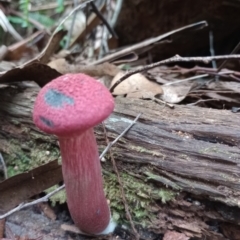 Boletellus sp. at Arrawarra, NSW - 11 Jan 2024