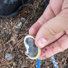 Scleroderma sp. at Giralang, ACT - 16 Jan 2024