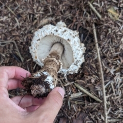 Amanita sp. (Amanita sp.) at Belconnen, ACT - 14 Jan 2024 by AlexGM