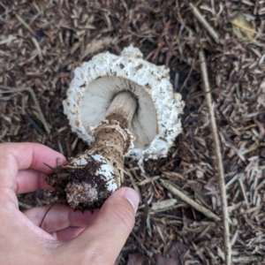 Amanita sp. at Lake Ginninderra - 14 Jan 2024