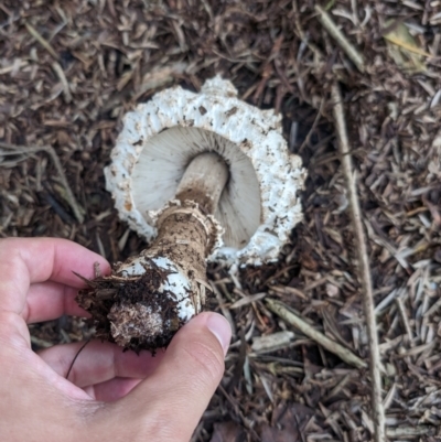 Amanita sp. (Amanita sp.) at Belconnen, ACT - 14 Jan 2024 by AlexGM