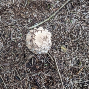 Amanita sp. at Lake Ginninderra - 14 Jan 2024