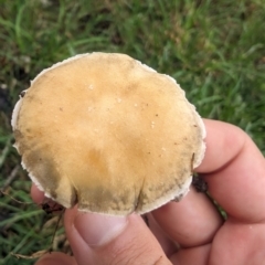 Unidentified Cap on a stem; gills below cap [mushrooms or mushroom-like] at Lake Ginninderra - 14 Jan 2024 by AlexGM
